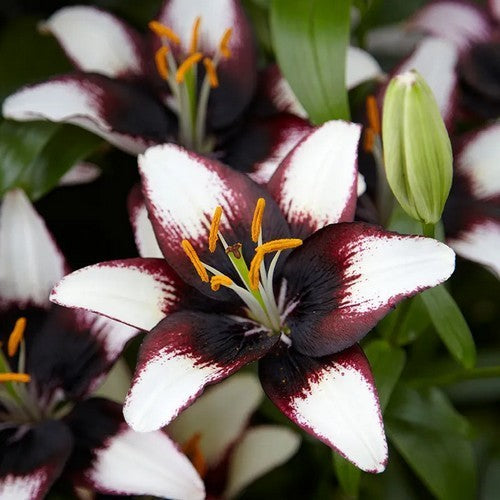 Lilium hybride 'Asiatic Black & White'