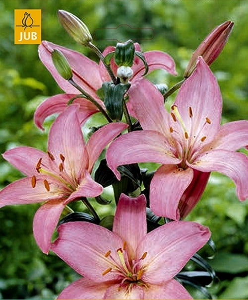Lilium hybride 'Asiatic Pink'