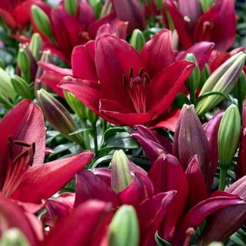 Lilium hybride 'Asiatic Dark Red'