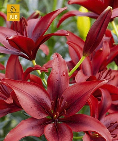 Lilium hybride 'Asiatic Red'