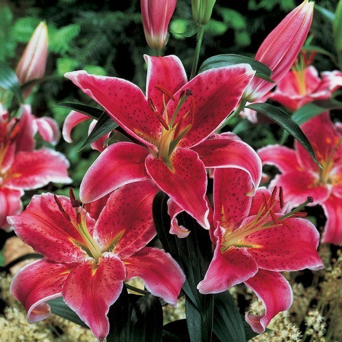 Lilium hybride 'Asiatic Red & White'