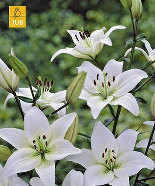 *Lilium hybrid* 'Asiatic White'