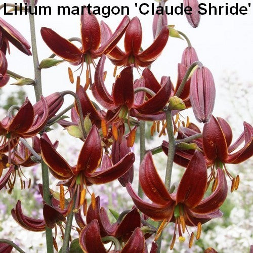 Lilium martagon 'Claude Shride'