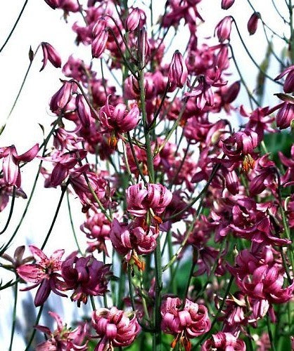 Lilium martagon 'Claude Shride'