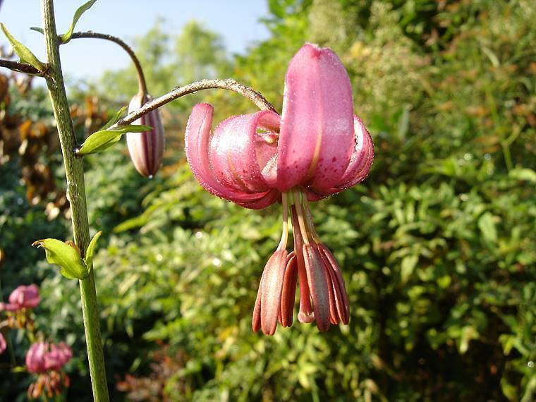 Lilium martagon 'Claude Shride'
