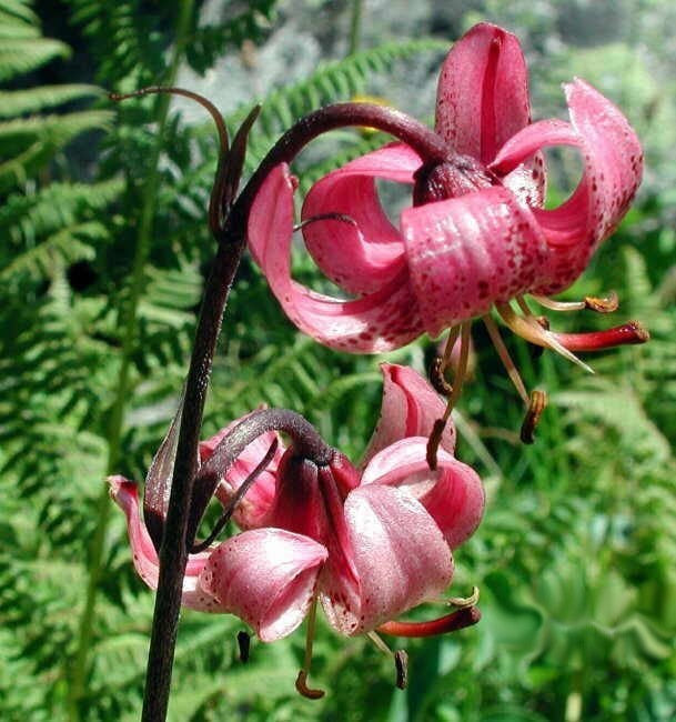 Lilium martagon 'Claude Shride'