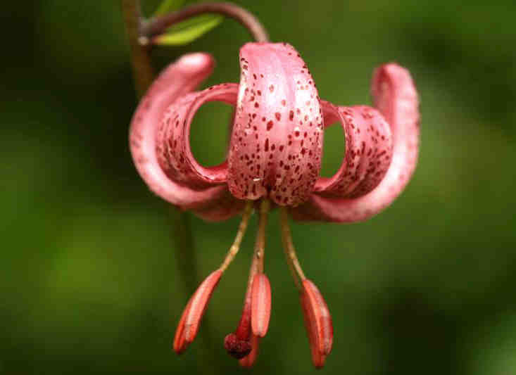 Lilium martagon 'Claude Shride'