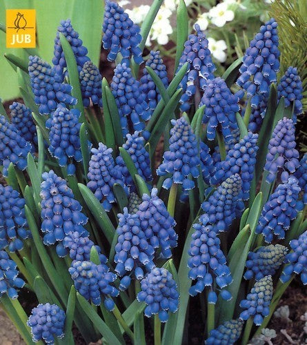 Muscari armeniacum