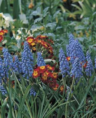 Muscari armeniacum