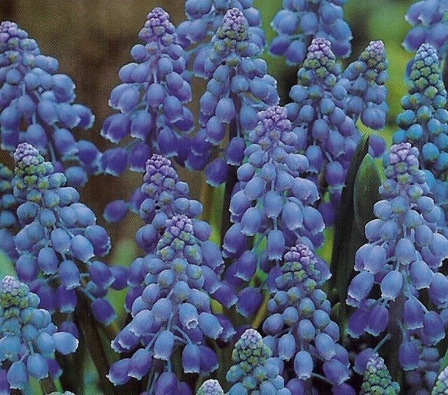 Muscari armeniacum
