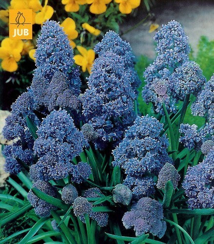 Muscari armeniacum 'Fantasy Creation'