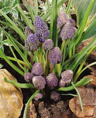 Muscari armeniacum 'Fantasy Creation'