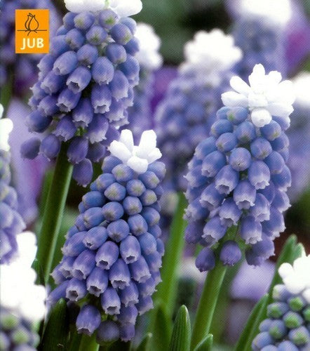 Muscari aucheri 'Mountain Lady' / 'Touch of Snow' / 'Ocean M'