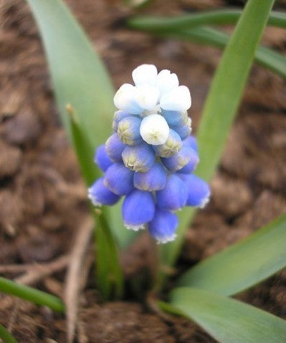 Muscari aucheri 'Mountain Lady' / 'Touch of Snow' / 'Ocean M'
