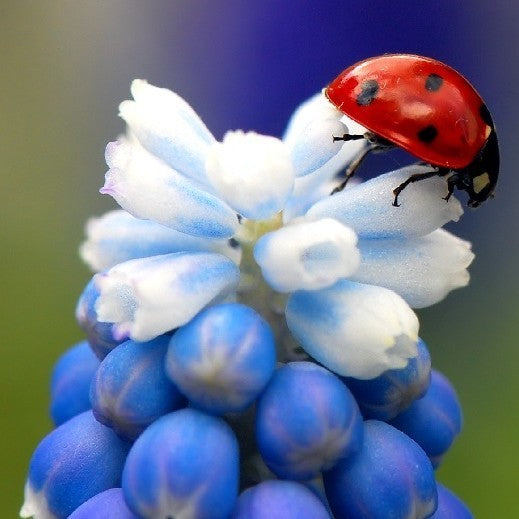 Muscari aucheri 'Mountain Lady' / 'Touch of Snow' / 'Ocean M'