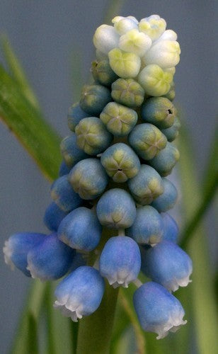 Muscari aucheri 'Mountain Lady' / 'Touch of Snow' / 'Ocean M'