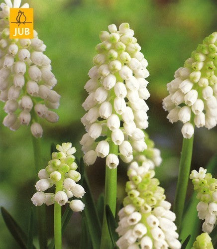 Muscari botryoides 'White Magic'