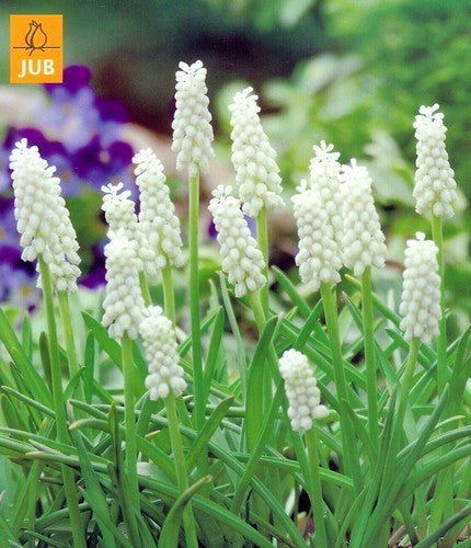 Muscari botryoides 'White Magic'
