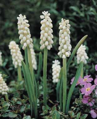 Muscari botryoides 'White Magic'