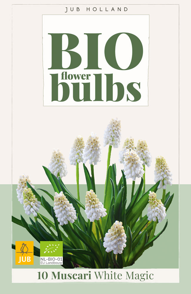 Muscari botryoides 'White Magic'
