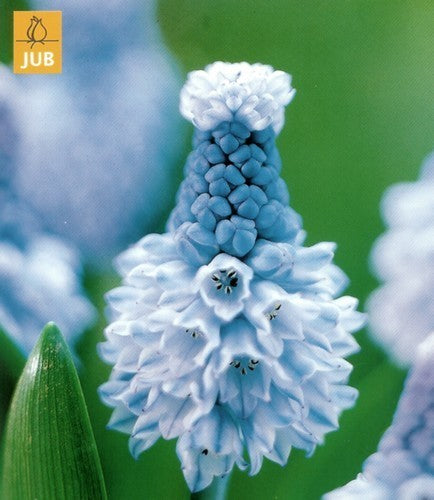 Muscari azureum