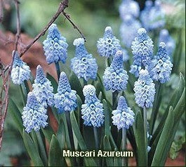 Muscari azureum