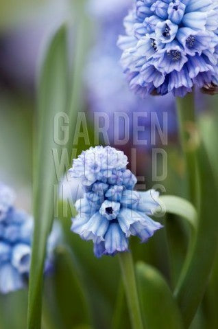 Muscari azureum
