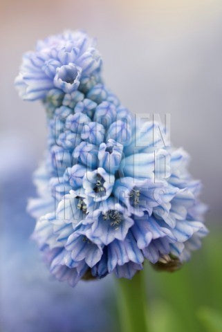 Muscari azureum