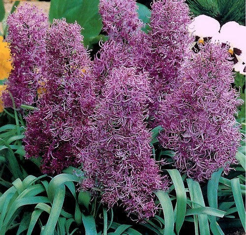 Muscari comosum 'Plumosum'