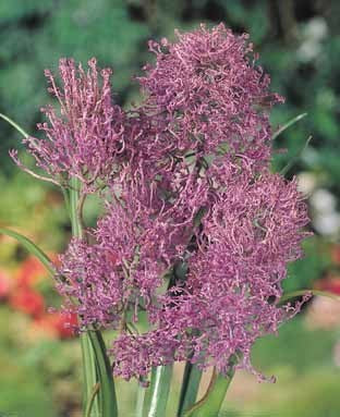 Muscari comosum 'Plumosum'