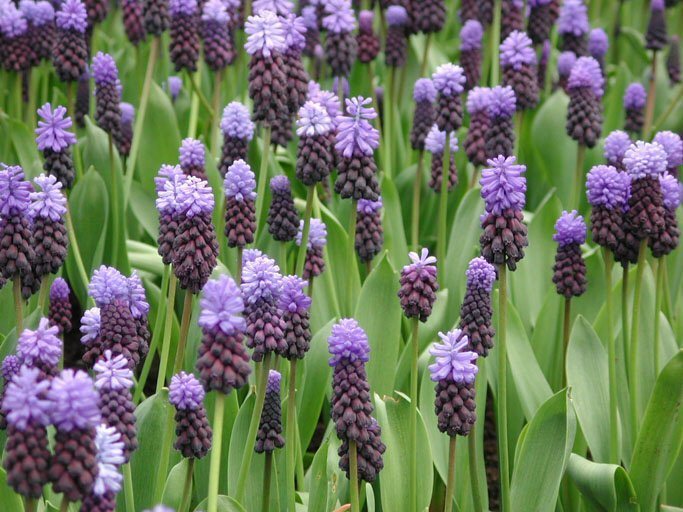Muscari latifolium