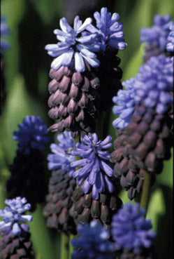 Muscari latifolium