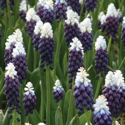 Muscari latifolium 'Grape Ice'