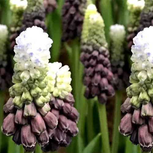 Muscari latifolium 'Grape Ice'