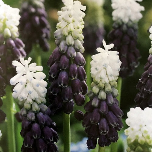 Muscari latifolium 'Grape Ice'