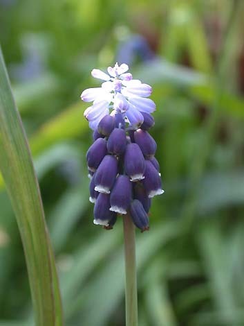 Muscari neglectum