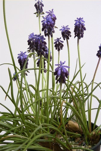 Muscari neglectum