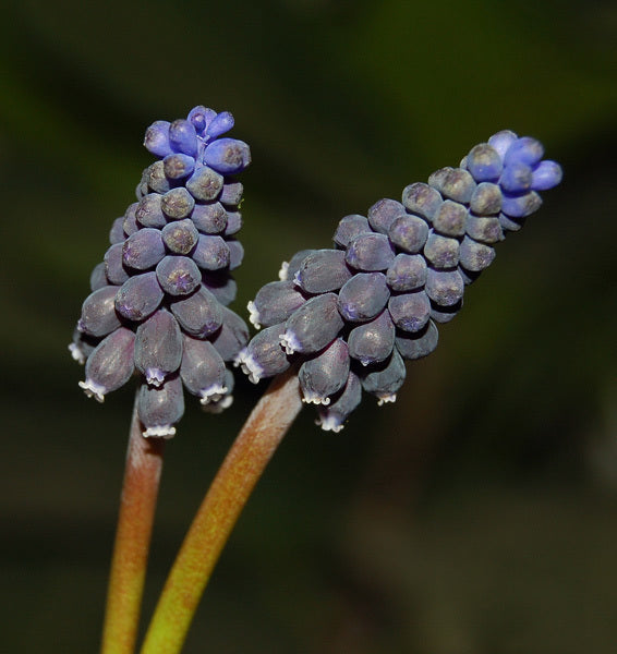 Muscari neglectum