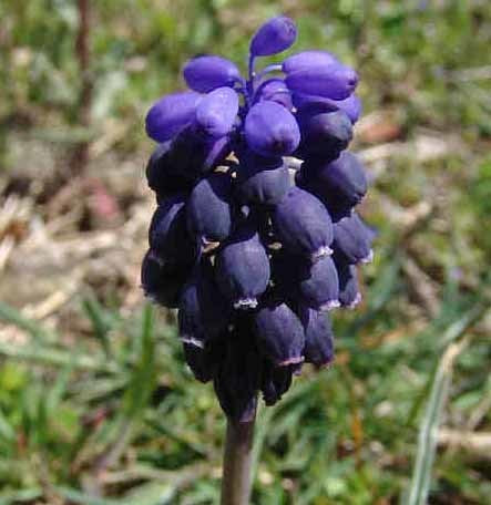 Muscari neglectum