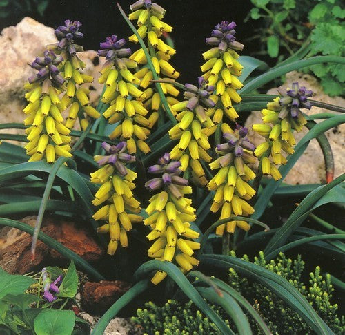 Muscari macrocarpum ‘Golden Fragrance’