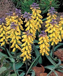 Muscari macrocarpum ‘Golden Fragrance’