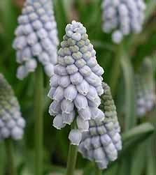 Muscari neglectum ‘Valerie Finnis’