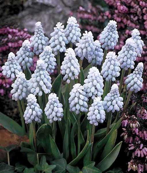 Muscari neglectum ‘Valerie Finnis’