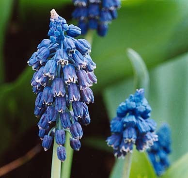 Muscari paradoxum