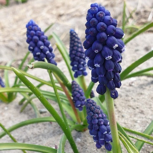 Muscari 'Joyce Spirit'