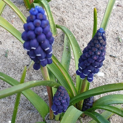 Muscari 'Joyce Spirit'