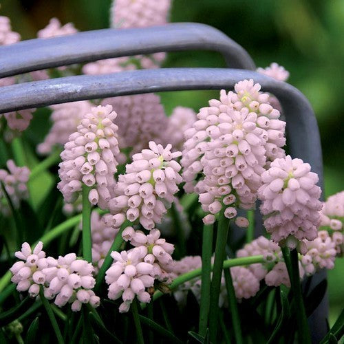 Muscari 'Pink Sunrise'