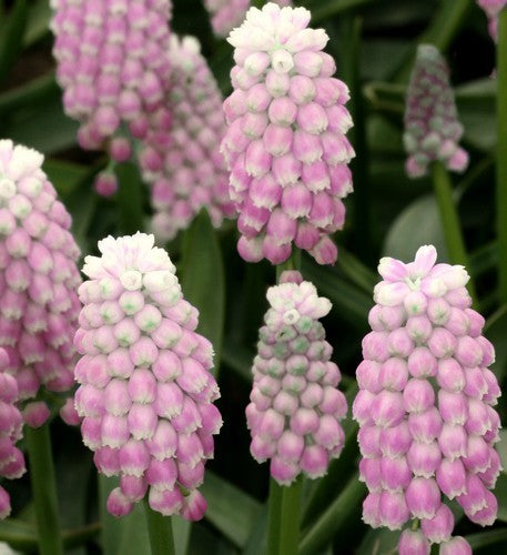 Muscari 'Pink Sunrise'