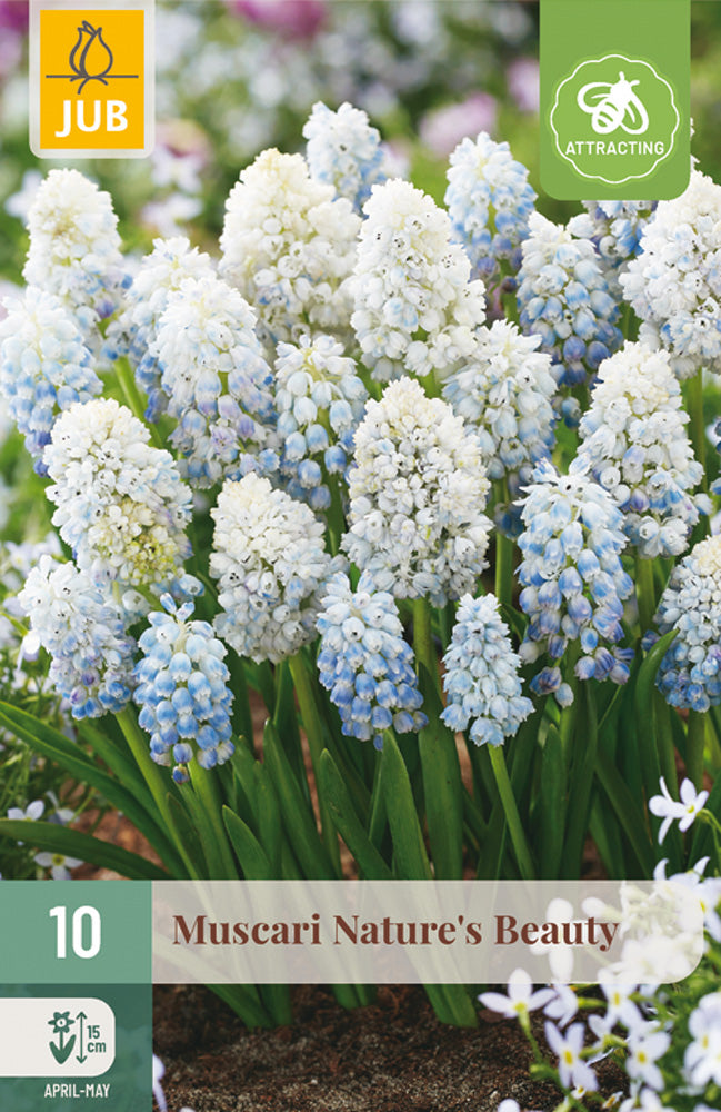 Muscari 'Natures Beauty'