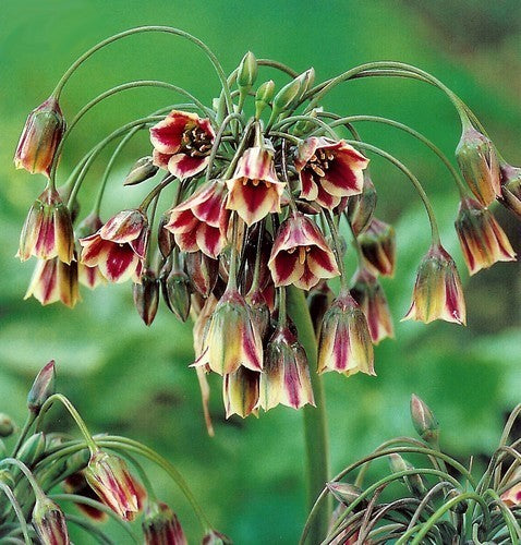 Nectaroscordum siculum ssp bulgaricum